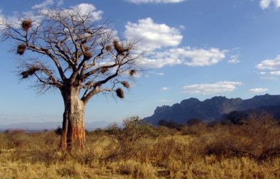 baobab-arbre-1020x560