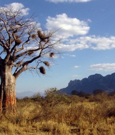 baobab-arbre-1020x560